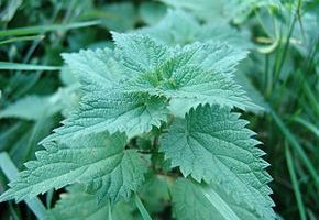 Meet our French Friend the Nettle (with Recipe)