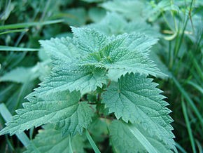 Meet our French Friend the Nettle (with Recipe)