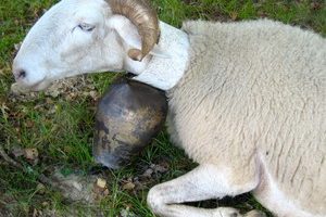 Transhumance – Fête du Mouton