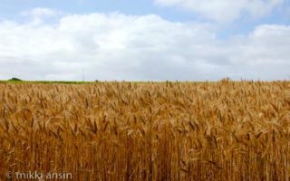 Brittany Wheat Fields