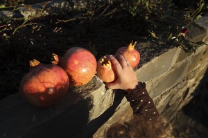 Autumn Pomegranates
