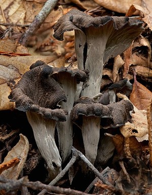 Magical Mushrooms