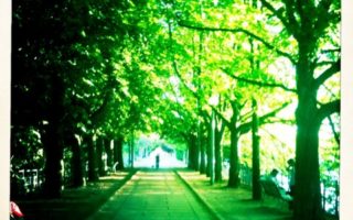 Allee des Cygnes