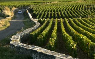 Burgundy: Pommard Fields by Clay McLachlan
