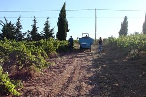 Wine Harvest Time in Provence