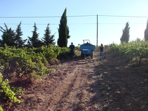 Wine Harvest Time in Provence