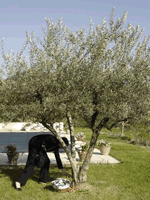 Returning to Provence
