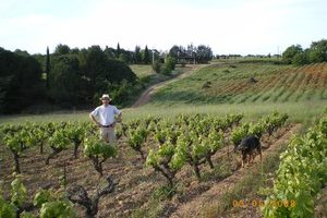 Organic Wines in Provence
