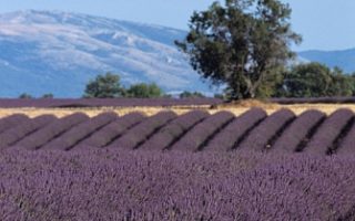 The Light of Provence