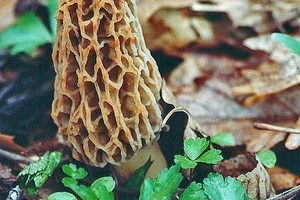 Recipe for Salmon with Morels from French Chef David Baruthio