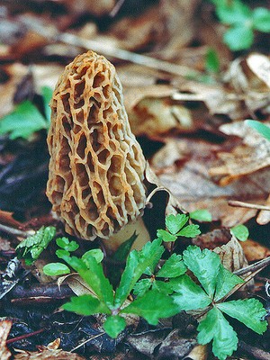 Recipe for Salmon with Morels from French Chef David Baruthio