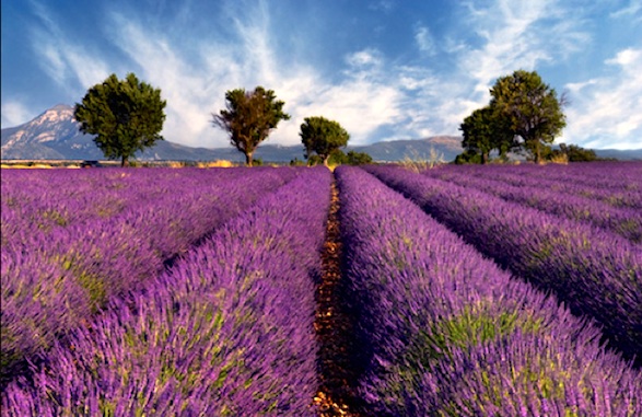 Provence Lavender Fields, Tours and Festivals