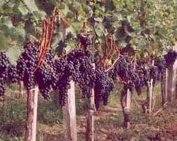 A New Medoc Classification: Crus Artisans