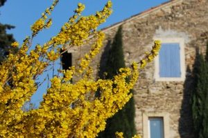 Le Printemps en Provence