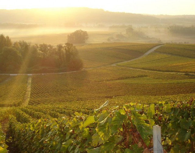Vineyards in Champagne/ Courtesy of Reims Tourist Office