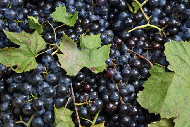 Photo Essay: Paris Fetes the Grape Harvest in Montmartre | Bonjour Paris