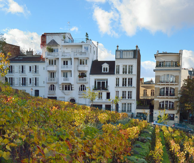 Montmartre Vineyards