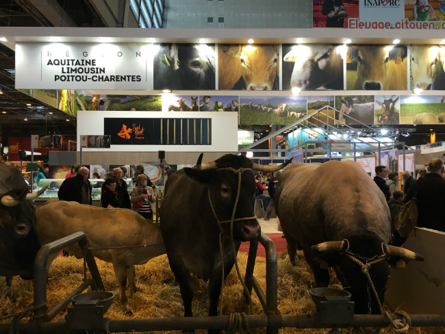 cows at the Salon de l'Agriculture