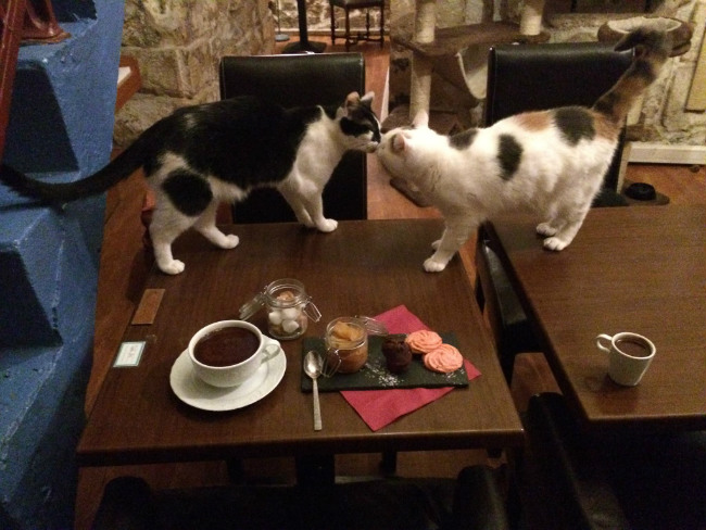 Le café des chats, Paris