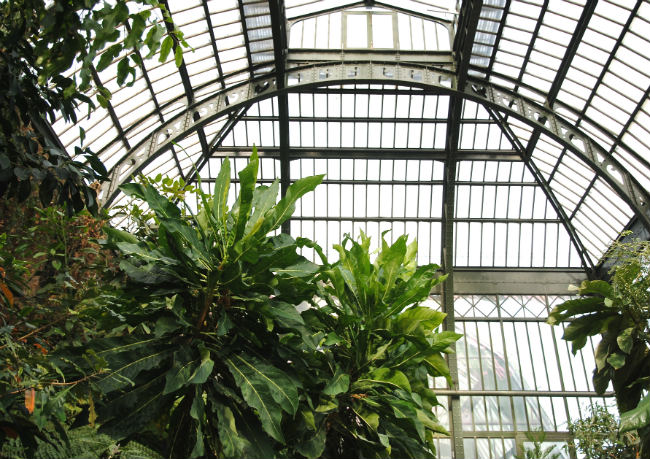 Jardin des Plantes greenhouses