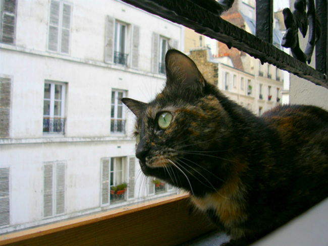 cat in Paris