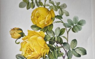 Pierre-Joseph Redouté: The Raphael of Botanica