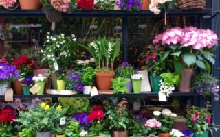 Floral Boutiques: A Pretty Map to Illustrate Georgianna Lane’s “Paris in Bloom”