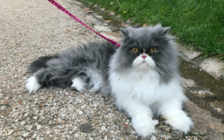 Pet-à-porter: Chilling with the Cats in Paris