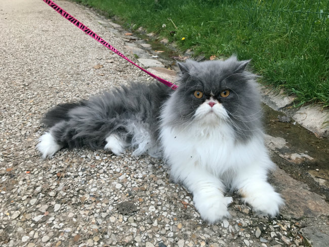 Pet-à-porter: Chilling with the Cats in Paris