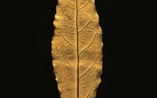 For Sale: The Lost Gold Leaf Symbolizing Napoleon’s Coronation