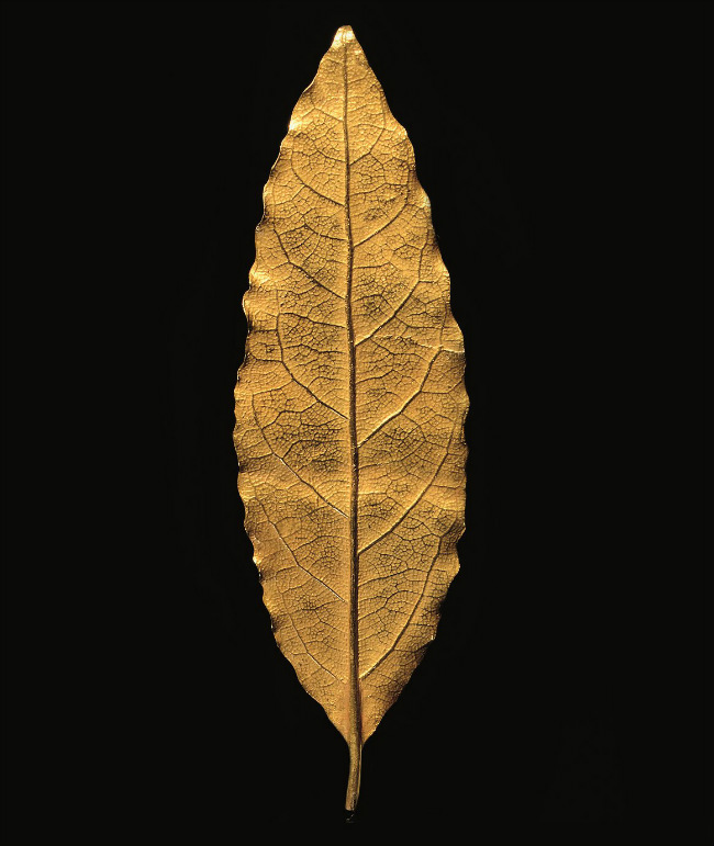 For Sale: The Lost Gold Leaf Symbolizing Napoleon’s Coronation