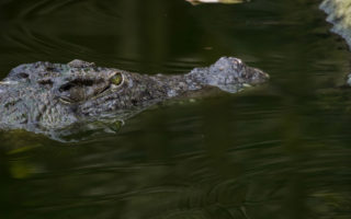 Tales from a Paris Podcaster: Are There Really Crocodiles in the Paris Canals?