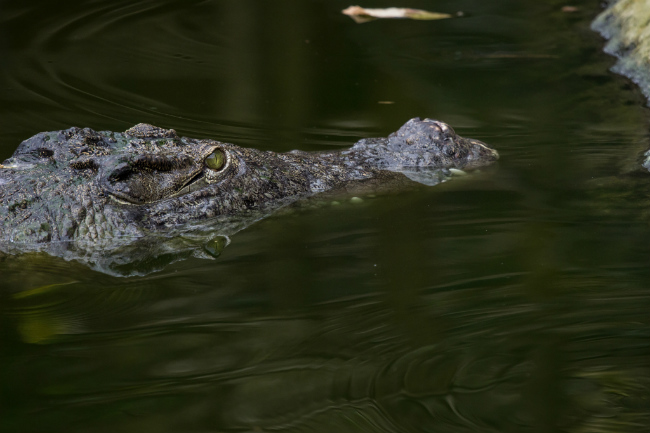 Tales from a Paris Podcaster: Are There Really Crocodiles in the Paris Canals?