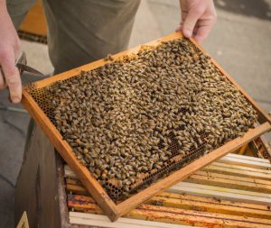 The Buzz in Paris: Rooftop Beehives, Honey and Urban Beekeeping ...