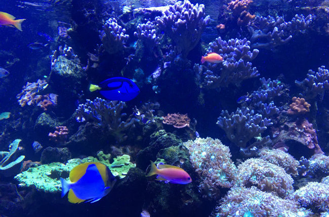 Kids in Paris: Explore the Tropical Aquarium at the Palais de la Porte Dorée