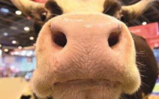 The Paris International Agricultural Show