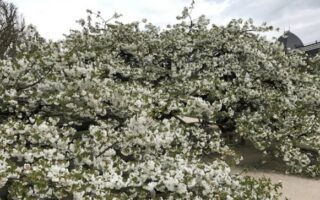 Celebrate Springtime in Paris: Our Experts Share Favorite Things to Do