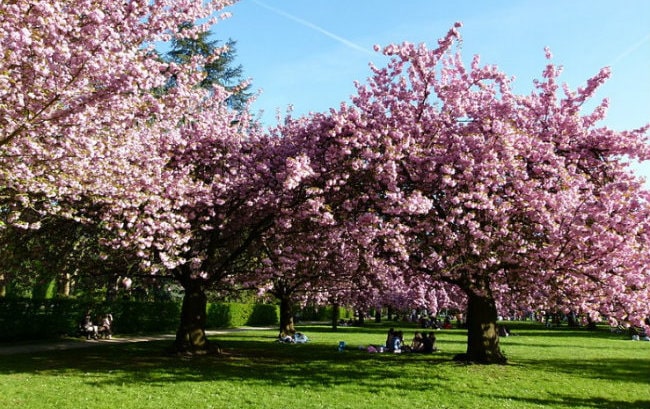 Cherry Blossom Festival Hits Paris this Weekend