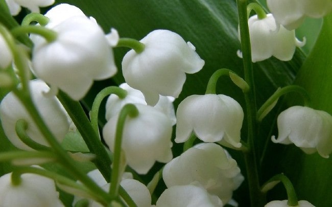 Why Lily of the Valley is the Official May Day Flower - Here By Design