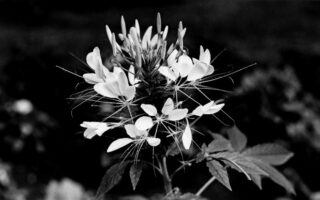 Marceline Desbordes-Valmore: Poetry in a Time of Dislocation