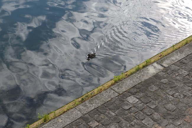 Duck swimming on Paris river