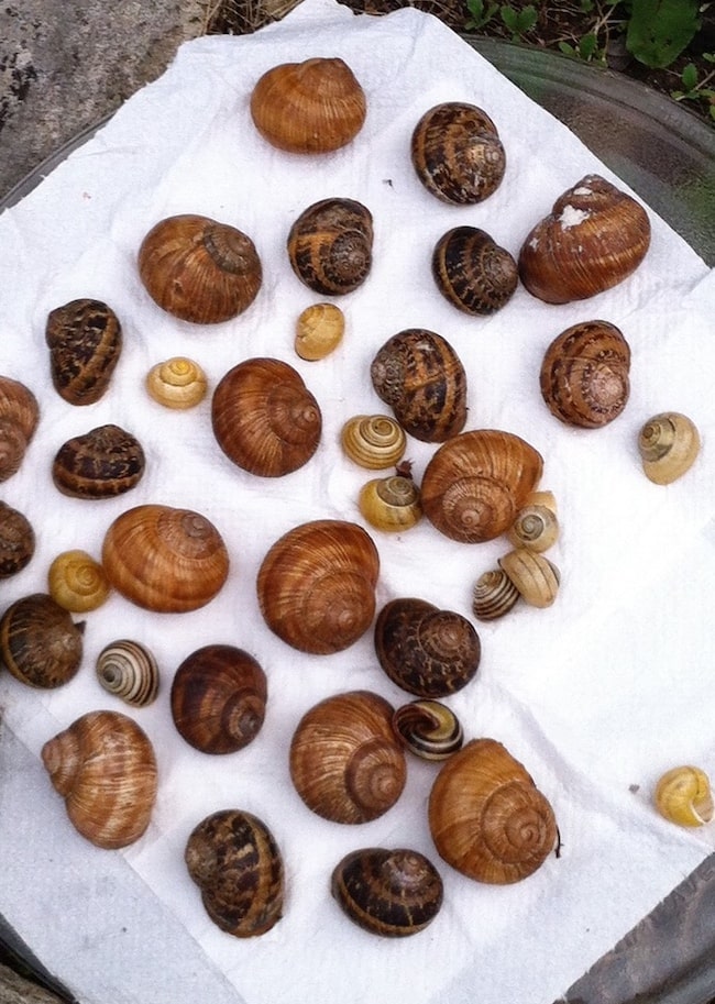 A French Tradition: The Magic of Escargots