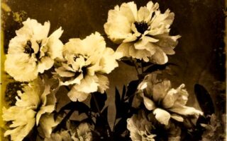 19th Century French Photographers: Adolphe Braun