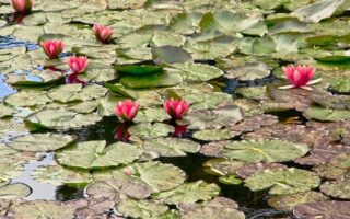 The Giverny Gardens: A Visit to Claude Monet’s Sanctuary