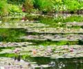 Close up of lily pads in the pond
