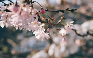 Letter from Paris: March 24, 2021 News Digest
