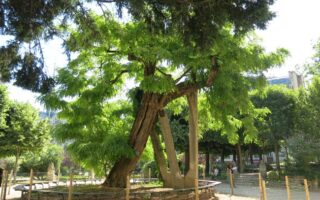 Arbres Remarquables: Where to Find the Great Trees of Paris