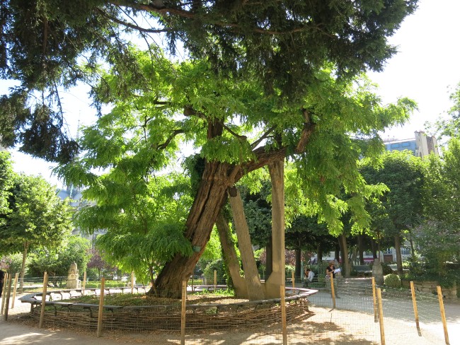 Arbres Remarquables: Where to Find the Great Trees of Paris