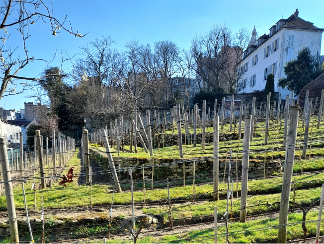 A photo of Clos de Montmarte vineyard