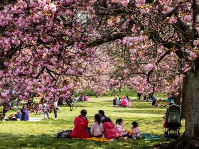 A beautiful garden filled with sakura trees and families having picnics
